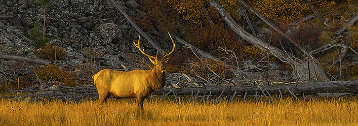 Elk at First Light, Yellowstone National Park,WY